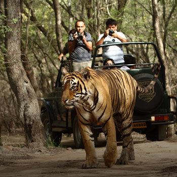 Ranthambore Safari